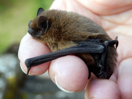 Morcego comum: pequenino