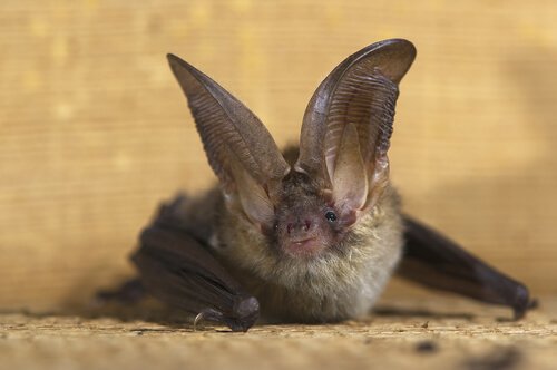 Morcego orelhudo