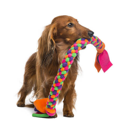 Cachorro com brinquedo