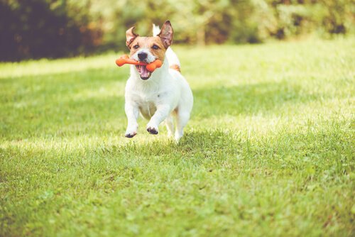 Cachorro correndo com osso de brinquedo