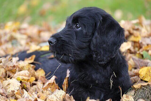 Cachorro sobre folhas de outono