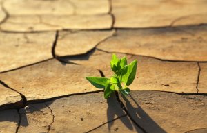 Como as mudanças climáticas influenciam a fauna global?