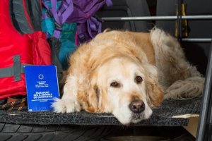 Regulamentos europeus para viajar com animais