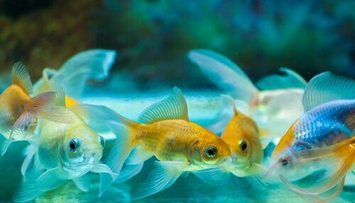 Cuidados básicos com um peixe