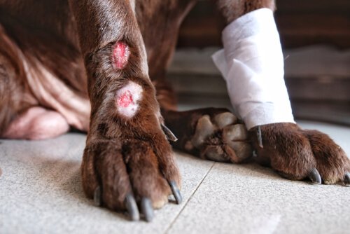causas da dermatite acral em cães
