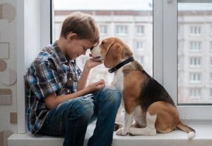 Beagles: algumas curiosidades interessantes