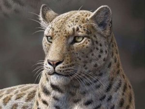 5 felinos extintos