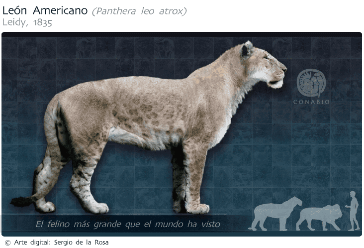felinos extintos: leão americano