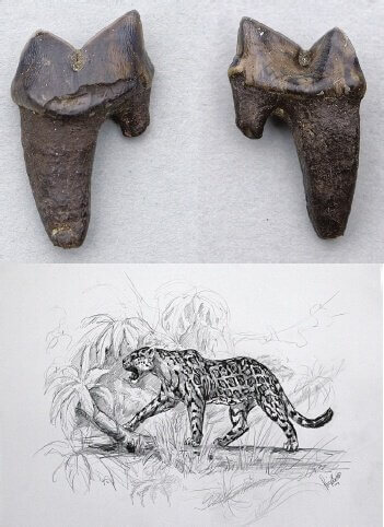 fósseis de felinos extintos