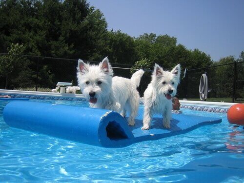 Cães em parque aquático
