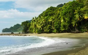 Conheça a fauna do Parque Nacional do Corcovado