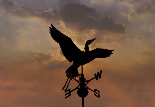 Aves indicadoras: venha conhecê-las!