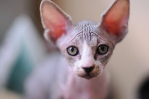A pele do gato egípcio requer cuidados especiais?