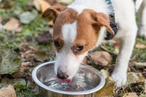 Meu animal de estimação pode beber qualquer tipo de água?