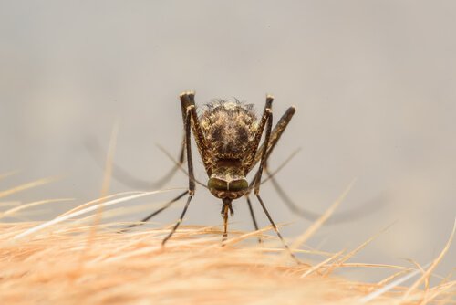 picadas de mosquitos em cães