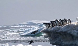 O cemitério de pinguins na Antártida