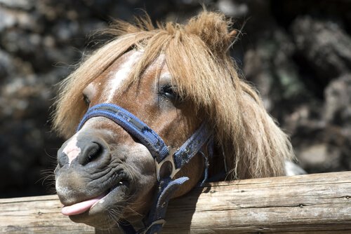 características do pônei