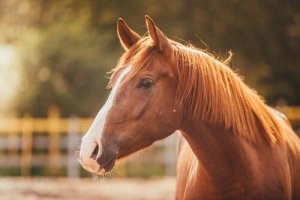 Por que seu cavalo está triste?