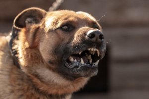 Saiba por que os cães podem atacar