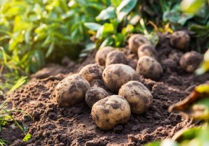 Principais pragas da agricultura na Espanha