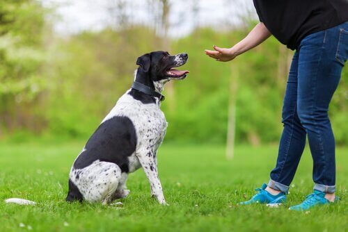 Psicologia aplicada ao treinamento de cães