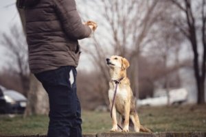 Psicologia canina: tudo que você precisa saber