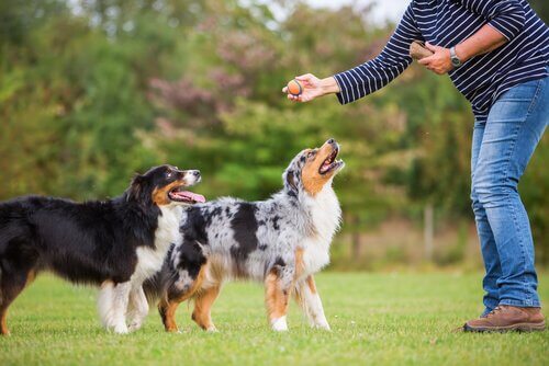 Cachorros sendo adestrados