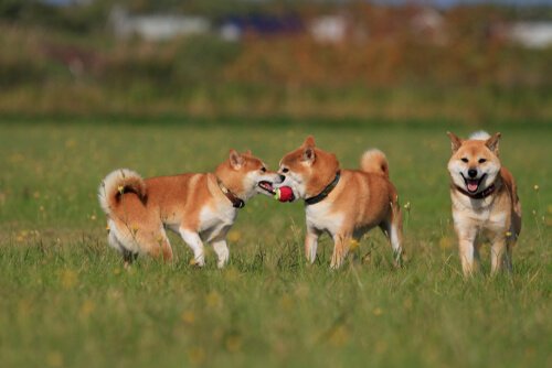 cães brincando felizes no parque
