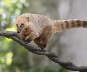 Tipos de quati, um mamífero muito simpático
