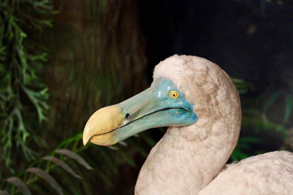 dodo bird actual picture