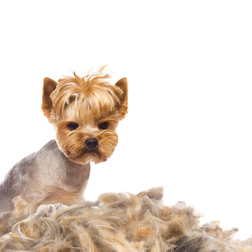 Perda de pelos em cães: causas e tratamento