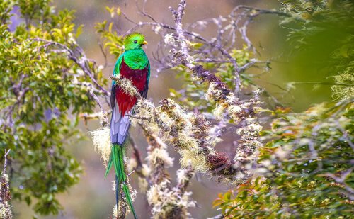 Quetzal