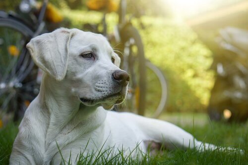 quimioterapia em cães