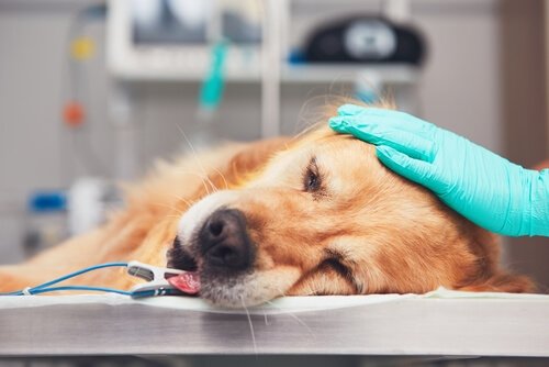 Cachorro durante quimioterapia