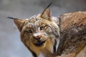 A recuperação do lince ibérico: saiba sobre sua situação