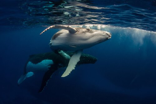 a baleia: características
