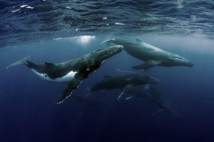 As razões por trás das reuniões de baleias