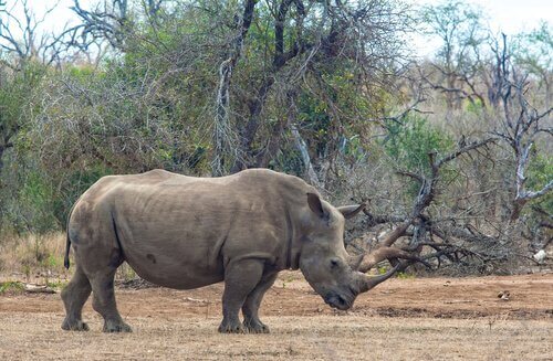 Rinoceronte-branco