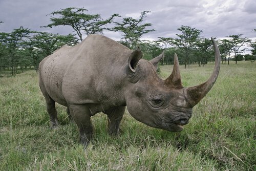 algumas espécies de rinocerontes