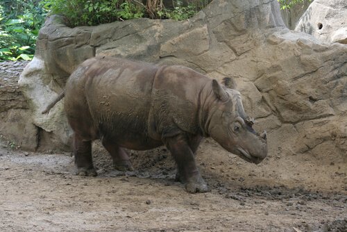 espécies de rinocerontes