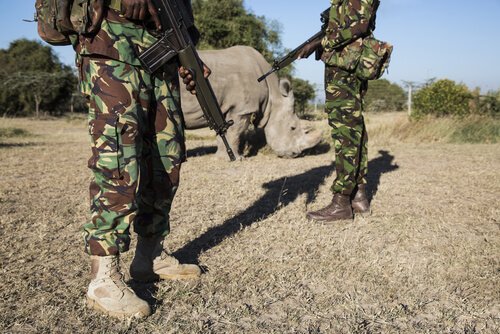 rinoceronte e a guerra