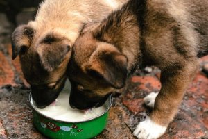 Riscos dos laticínios para o seu animal de estimação