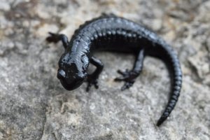 Conheça a fauna dos Alpes