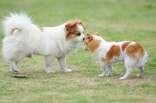 Saudação dos cães: tudo o que você precisa saber