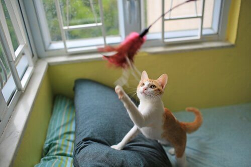 Gato brincando com pluma