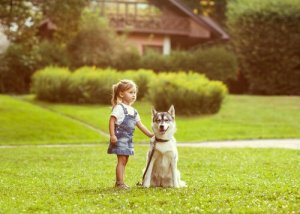 O senso de orientação dos cães