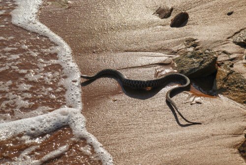 Cobra marinha de cabeça preta