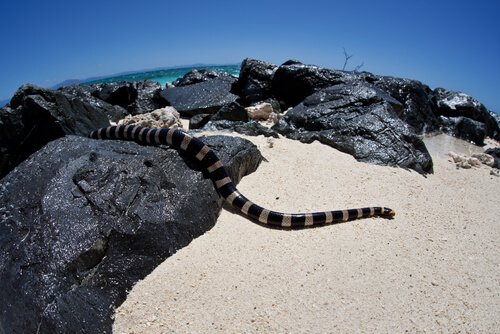 Cobra marinha de lábios azuis