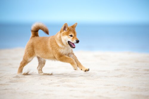 Shiba Inu correndo na praia