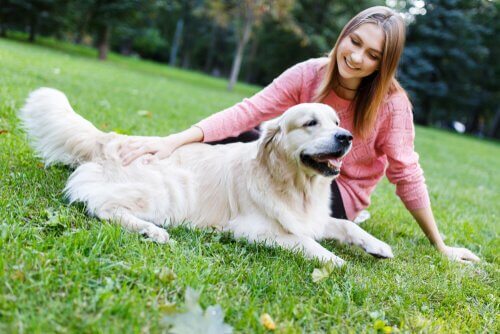 Sinais de calma para educar um cão
